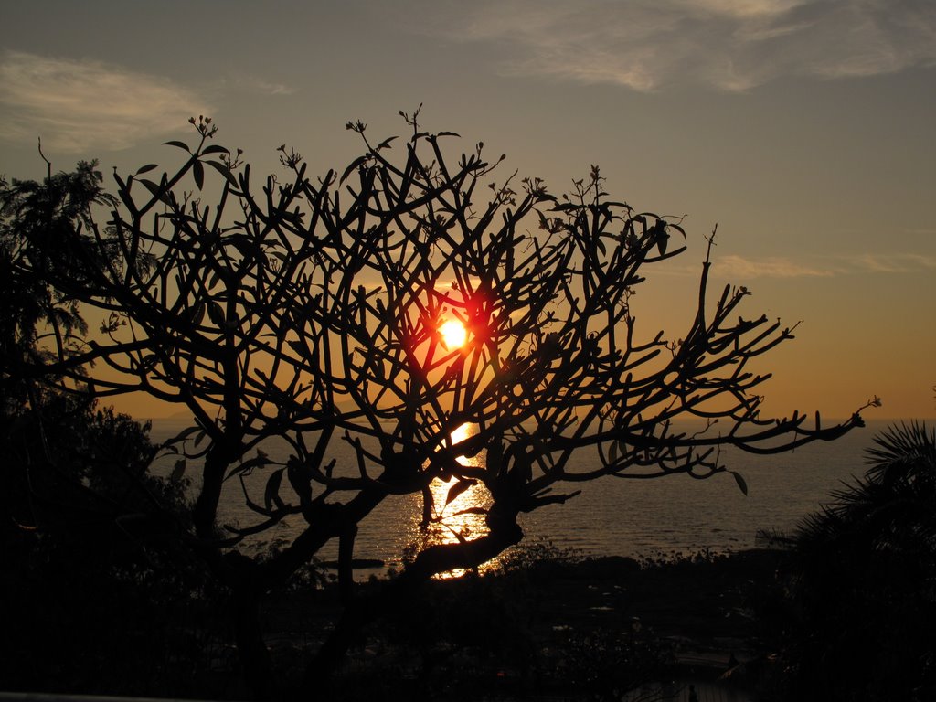 Beautiful sunset tree by Mikkey