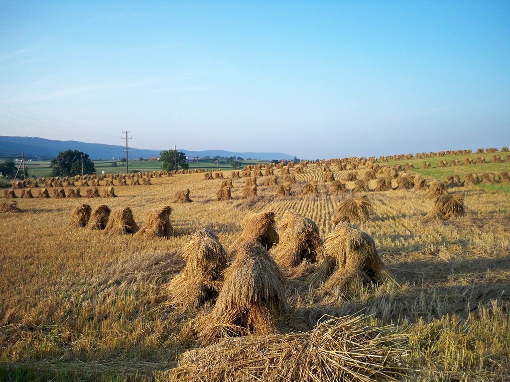 Amish hay field near Allensville by wsilks