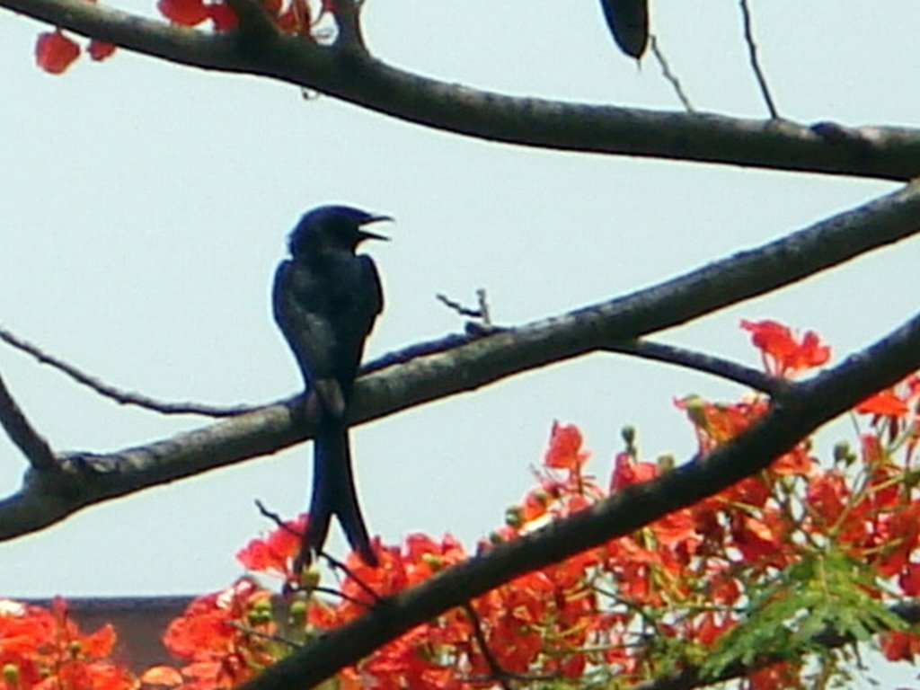 Fingge(local name)bird on Krishnachura(local name) tree, Jahangirnagar University, Bangladesh. by Mir Abul Kashem