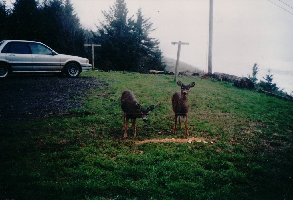 Gold Beach, OR 97444, USA by Wood76