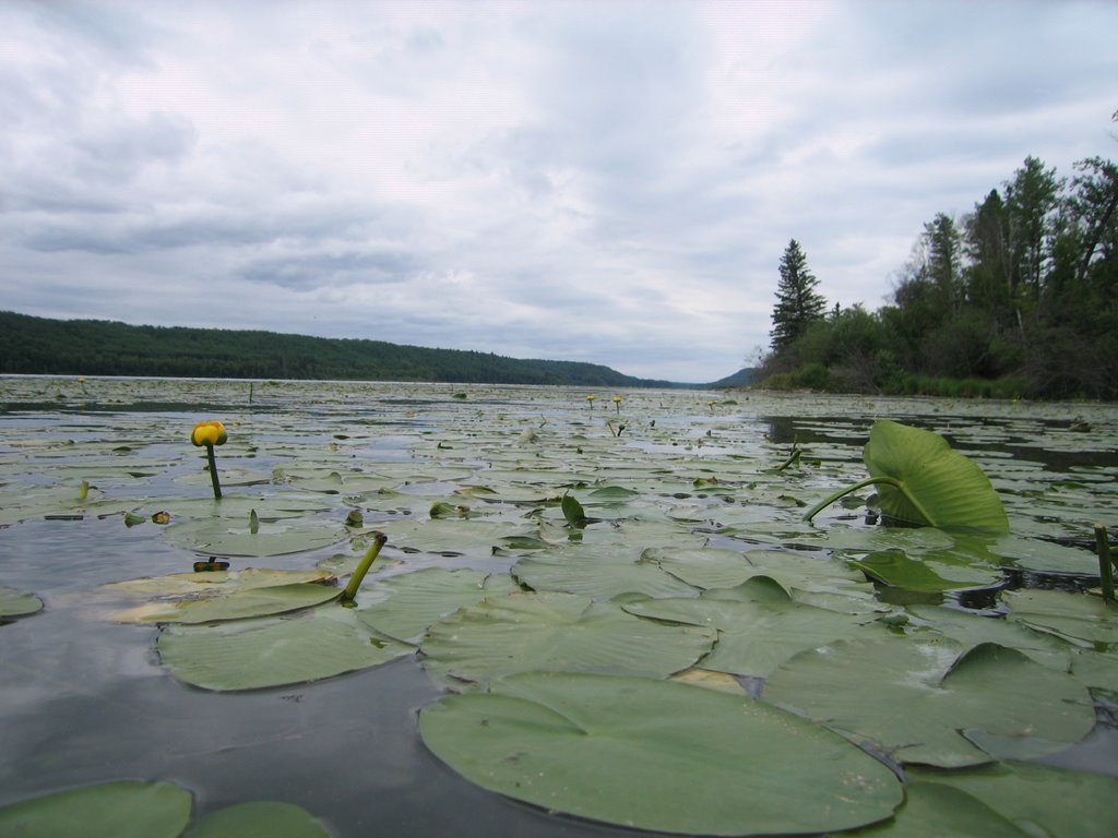 Lily Tranquility on the Lakeshore at Battle Lake, Southwest of Edmonton, AB by David Cure-Hryciuk