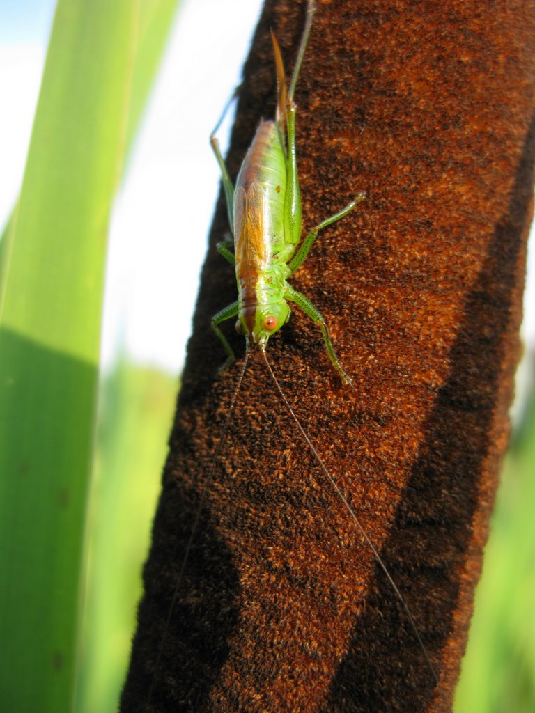 Conocephalus discolor, Zuidelijk spitskopje by M.Kranenborg-Torn