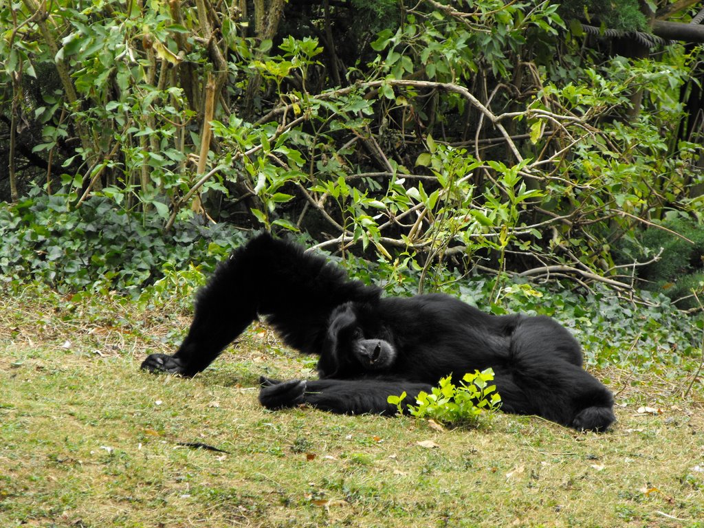 Gibbon Siamang by David TIMILLERO