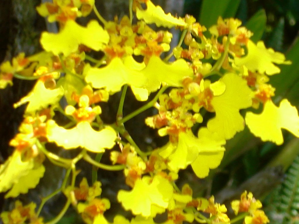 Orquídea pingo de ouro by Adilson de Souza