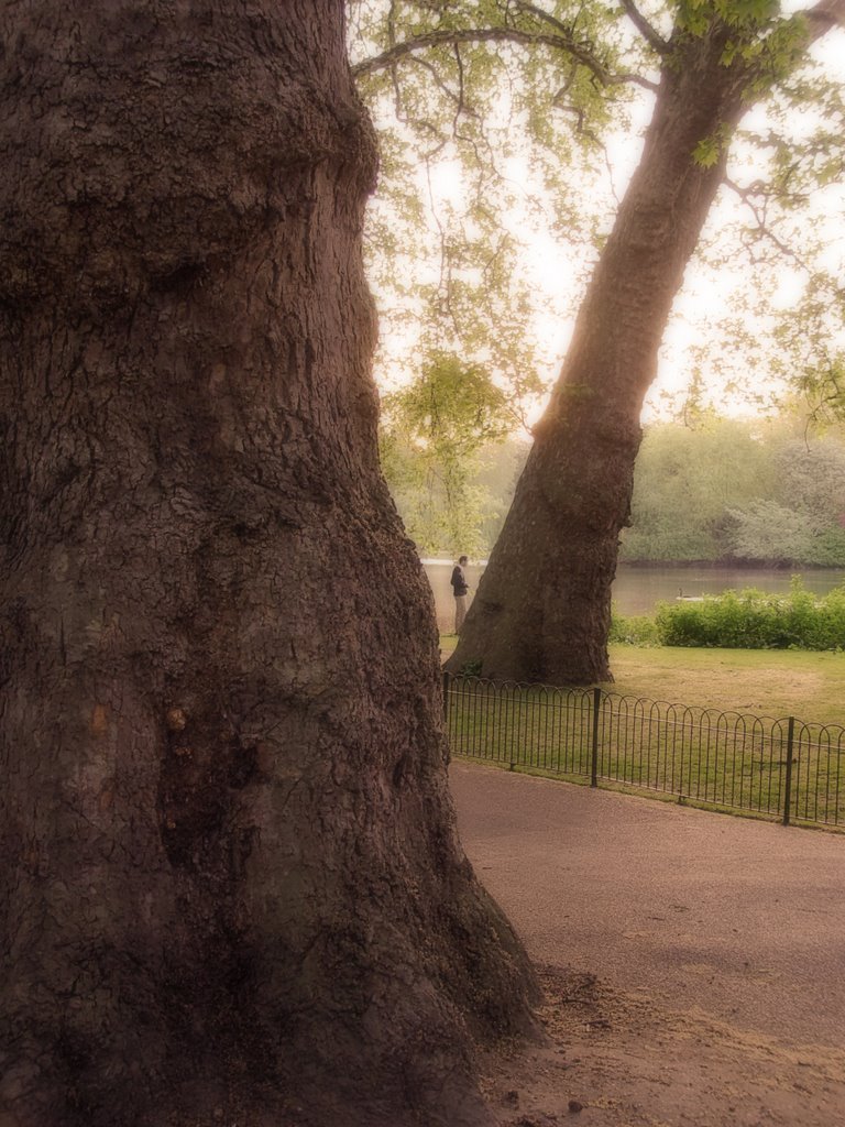 St. James's Park by Nikolay Puchkov