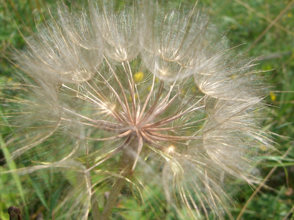 Poltava Region, Shishaki, Late dandelion by Olga I. Yakovenko