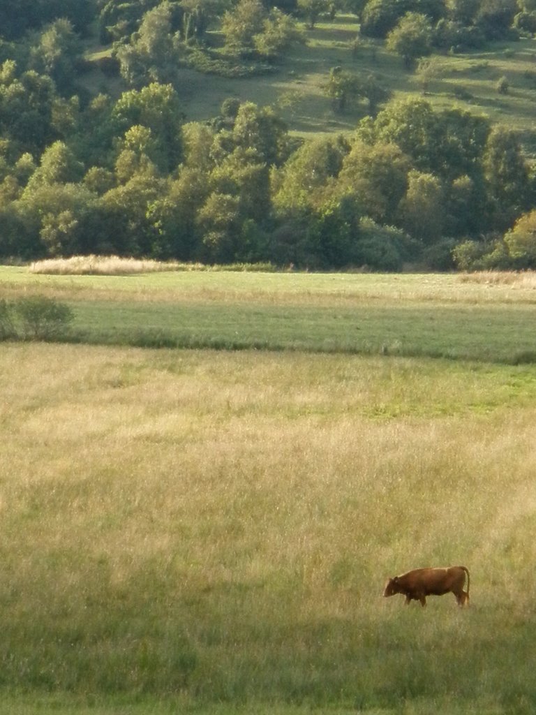 Single cow in field next to Fussingø by Robert Brandbyge