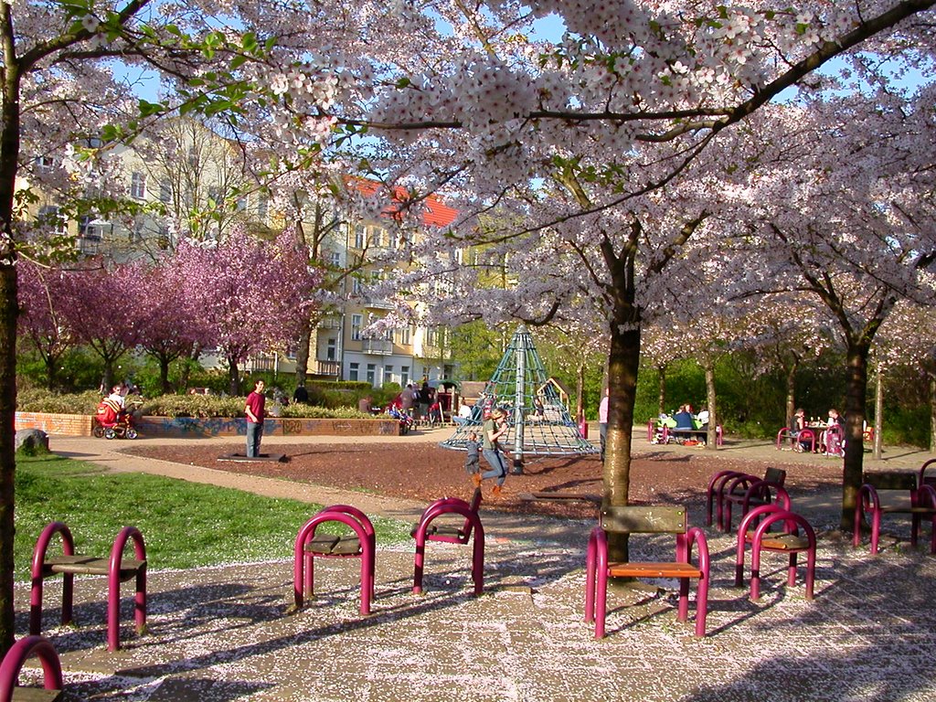 Berlin Pankow Kirschblüten im Park by dirkwodesu