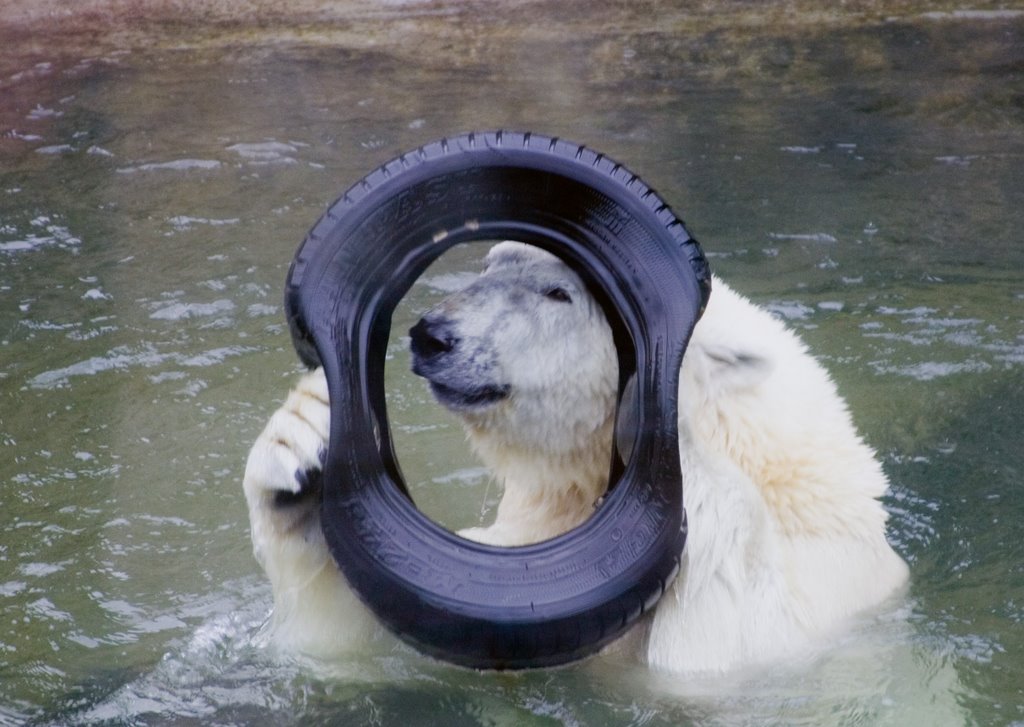 White Bear in the zoo / Moscow, Russia by Sergey Ashmarin