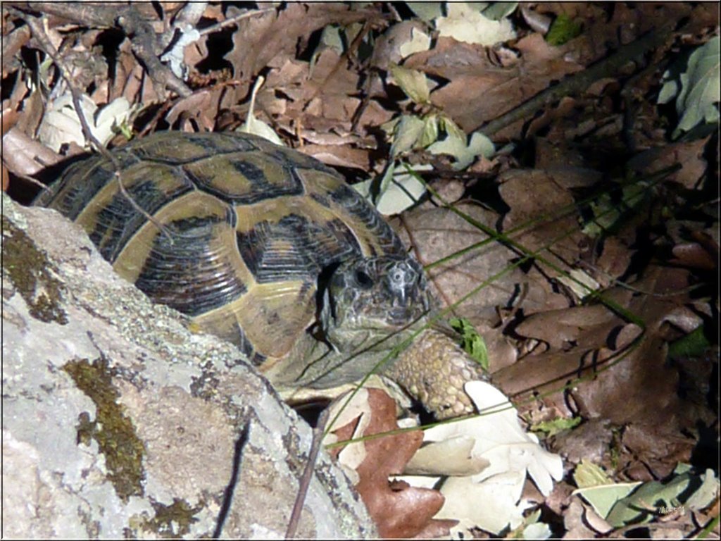 Костенурка / Tortoise by Nikolay Stoykov (Nik…