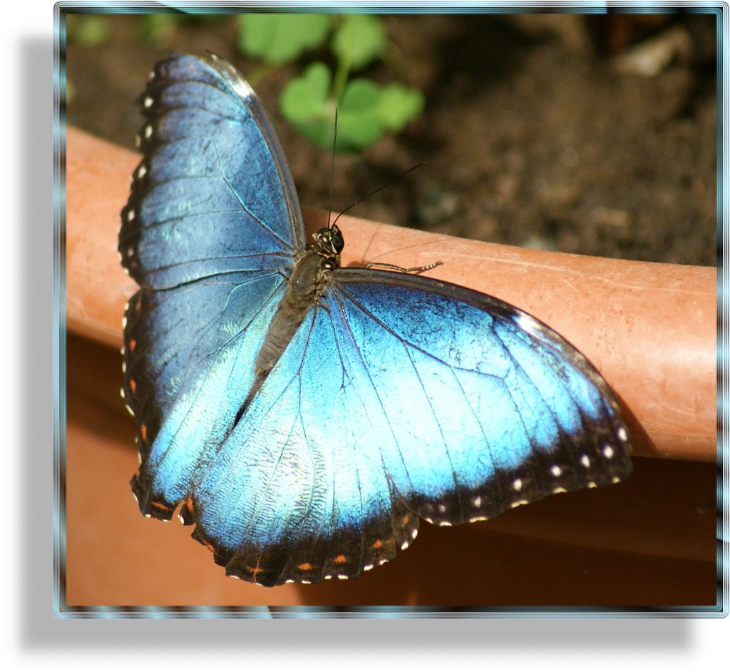 Blauer Morphofalter (Morpho peleides) Oberseite. © byUdoSm.the2nd by ©UdoSm.the2nd