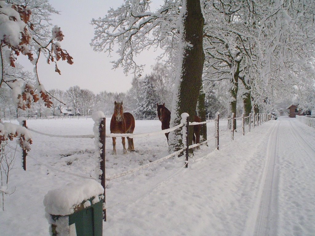 Zo maar een paar paarden. by Theo  Kuipers.