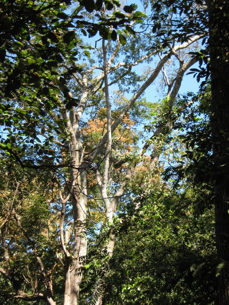 Vegetação Nativa do Parque da Criança by Pedro Henrique Santo…