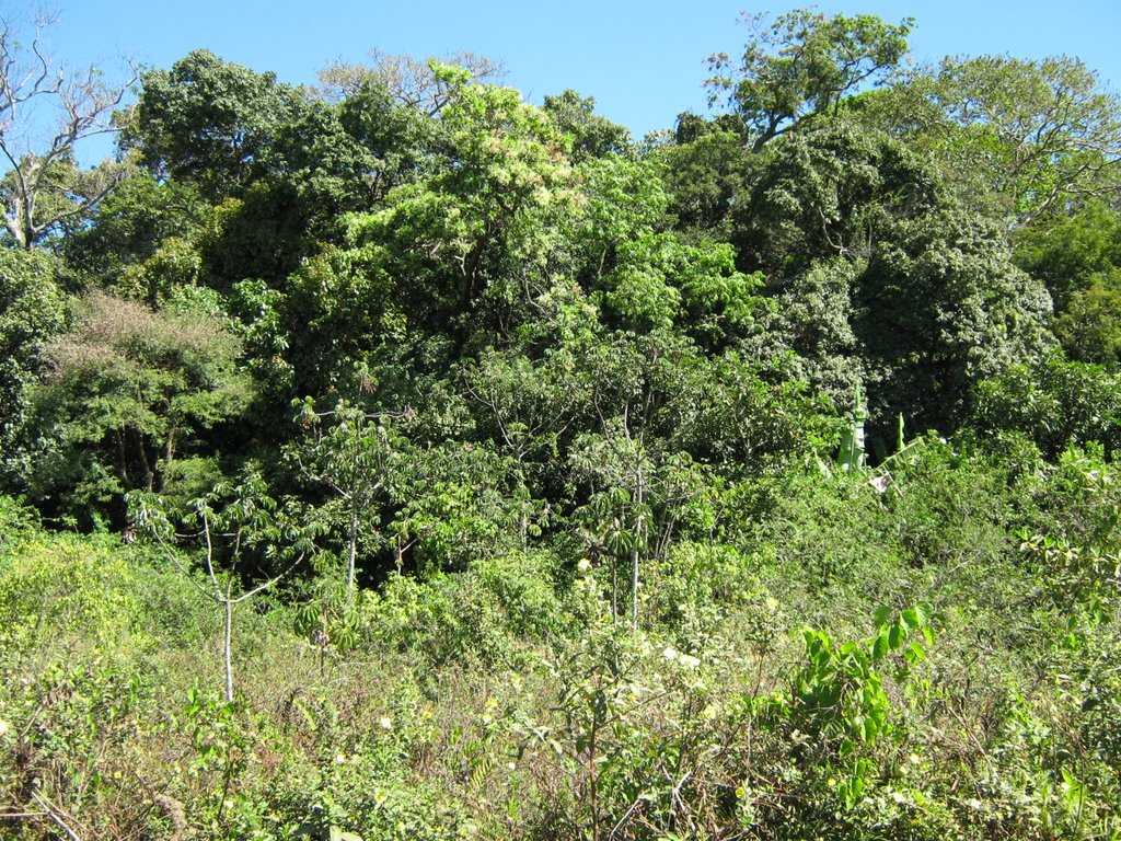 Área de nascentes no Parque da Criança by Pedro Henrique Santo…