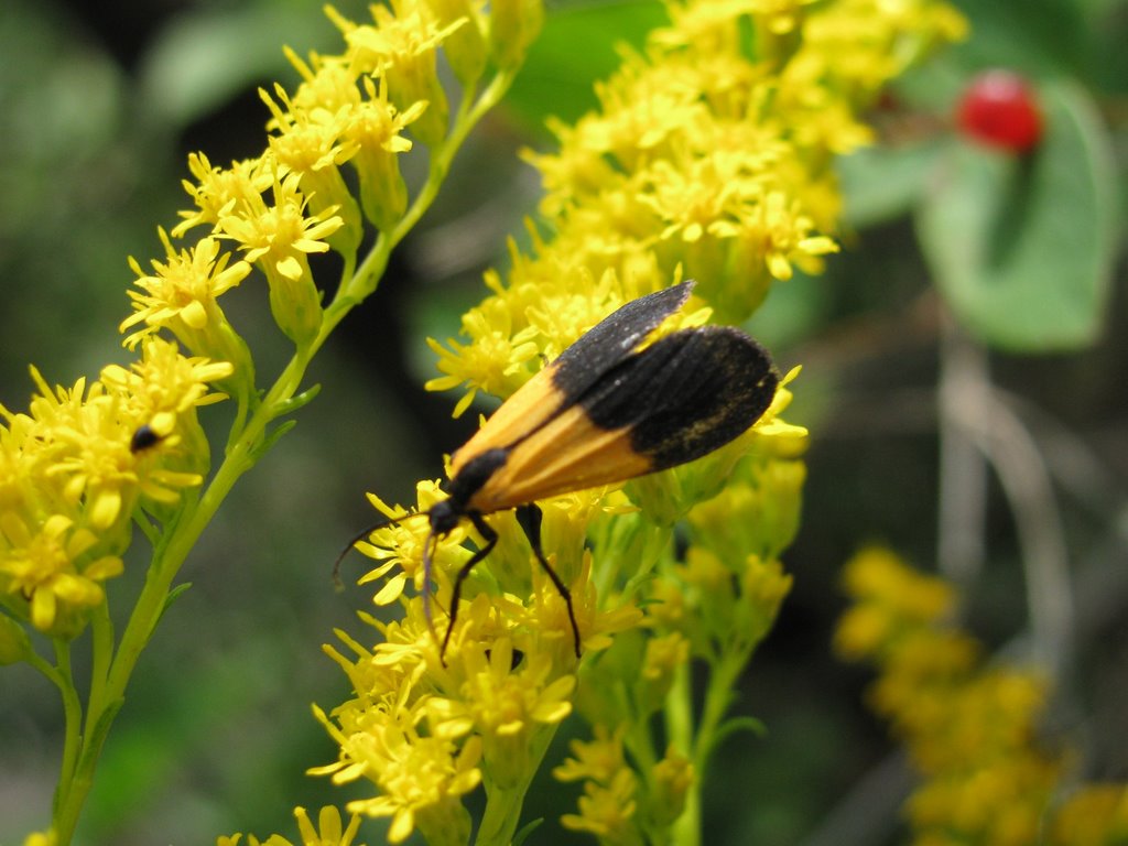 Orange & black fly by natureguy42