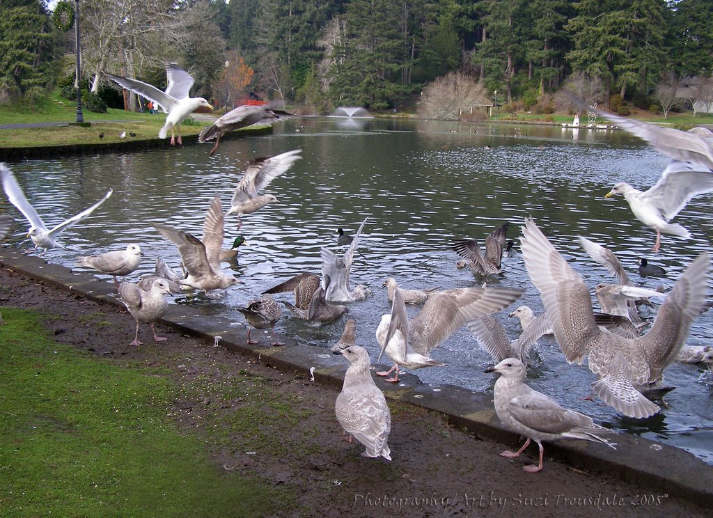 Gulls Galore in Mingus Park - Coos Bay, OR (suz) by Suzi in Oregon