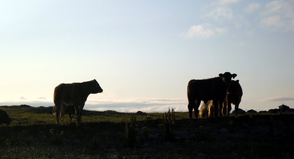 Balranald Scary Cattle by Niall Anderson