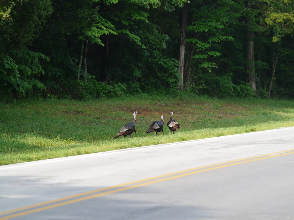 Mammoth Cave--birds by og_2008