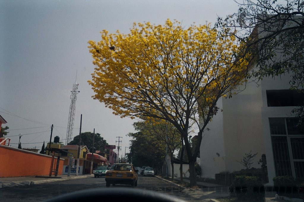 Guayacanes frente a la iglesia by AlfonsoCarlos