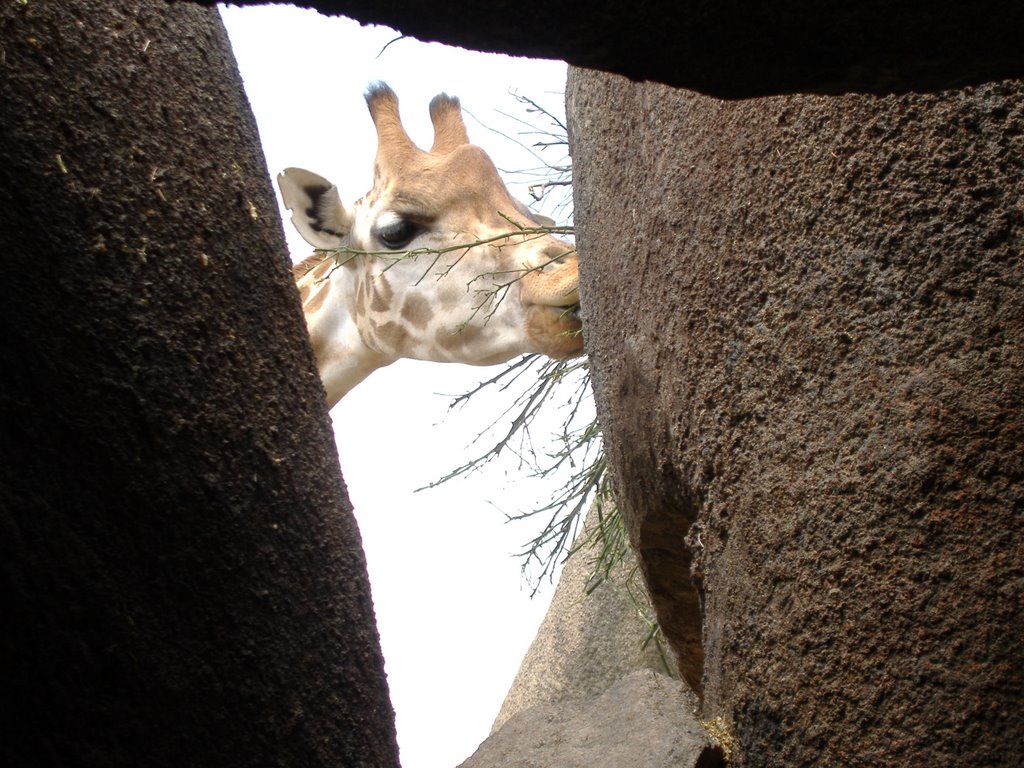 BIOPARC.VALENCIA by SUECA/ROBERT