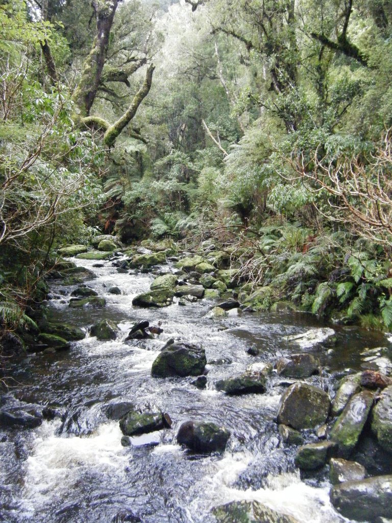 Catlins River by renaldof