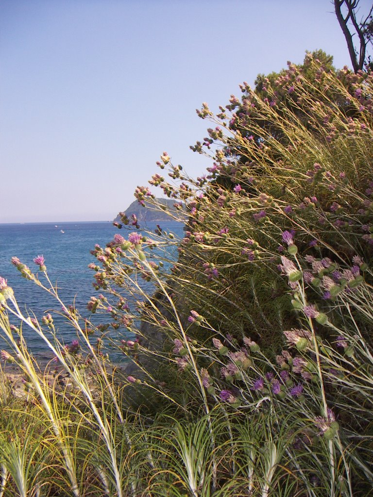 Distel @ Zakynthos by Huubinho