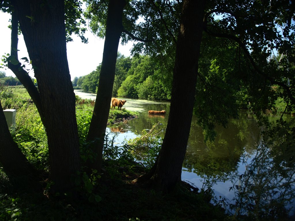 Schotse Hooglanders zoeken verkoeling by Hans R van der Woude