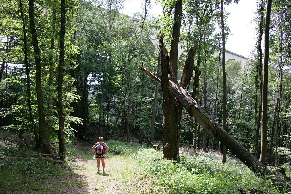 Wiedtalbrücke BAB 3 taucht im Wald auf by Tuscany2222