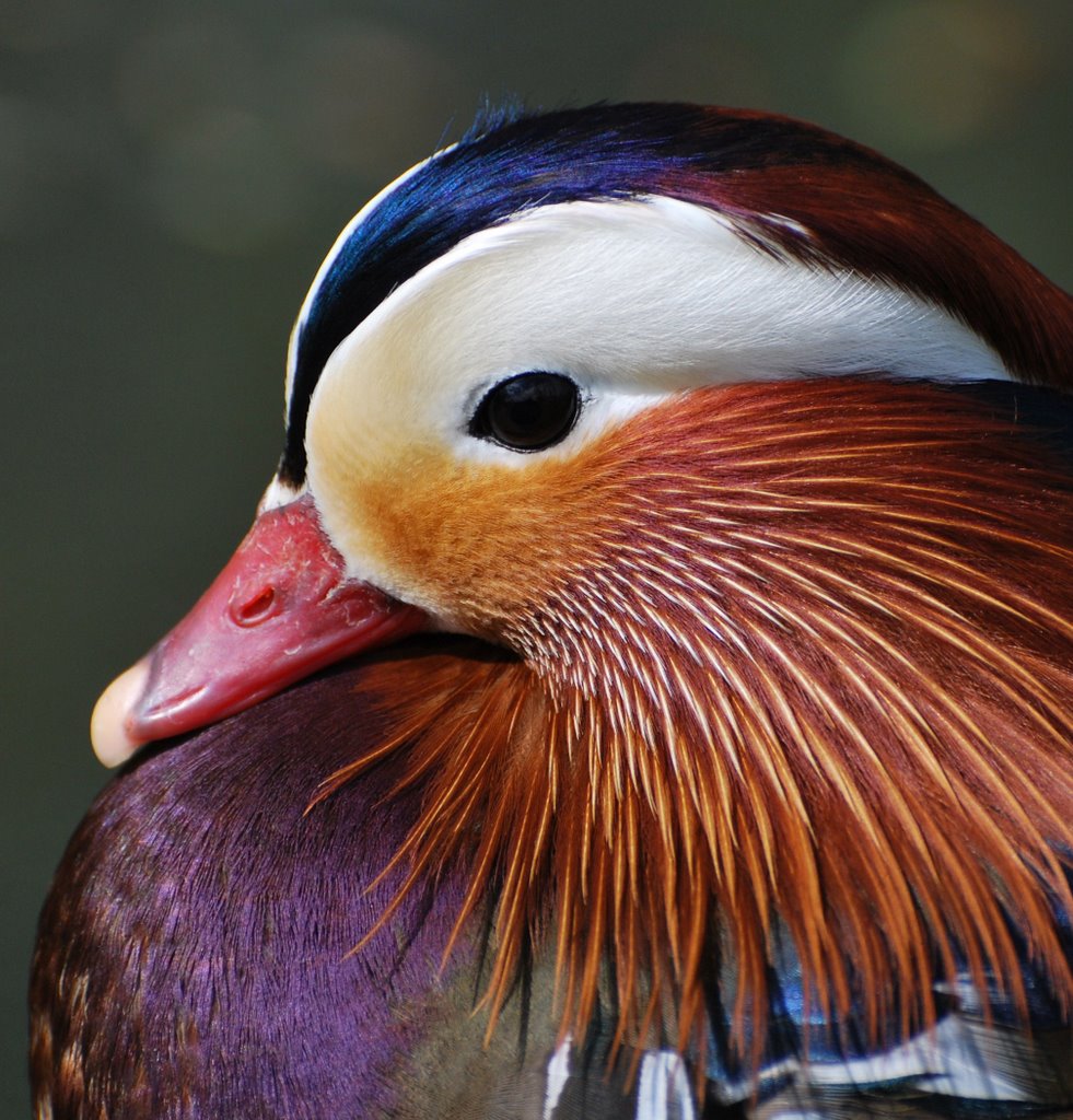 Mandarin Duck. Thrigby Hall Wildlife Gardens Norfolk by chrisWillison