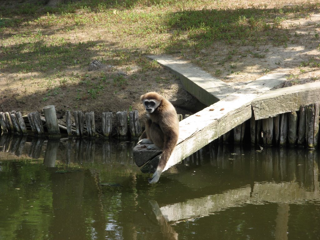 The Lar Gibbon (Hylobates lar). White-handed Gibbon by roadmap