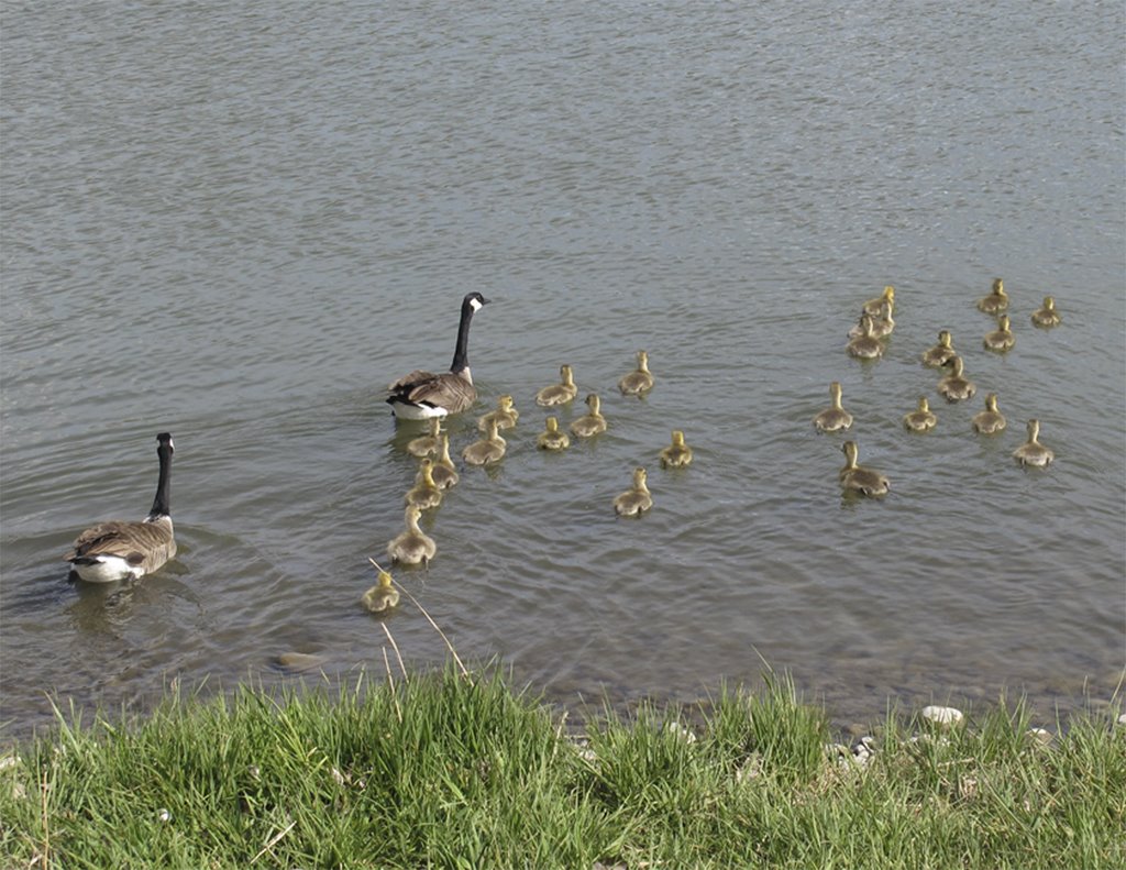 Canadian Geese with 26 Goslings by wkschultz