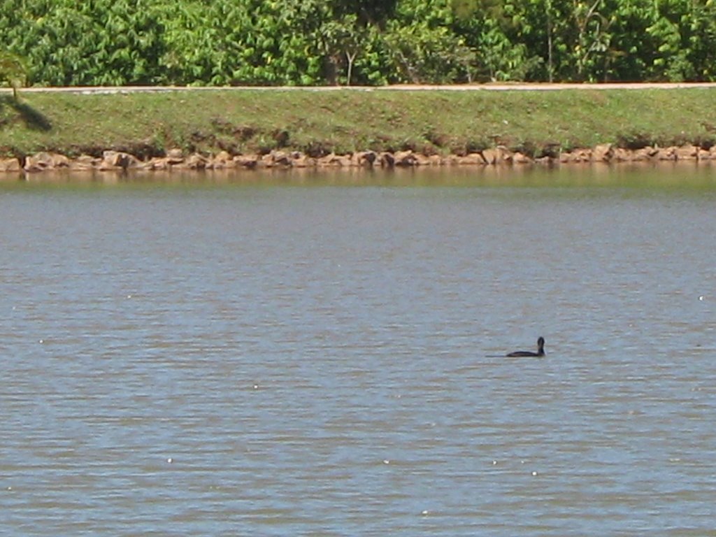 Biguá no Lago do Parque JK by Pedro Henrique Santo…