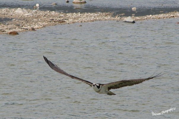 The Osprey at the Salmon Arm Wharf by bolerame