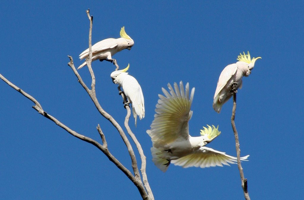 Sulphur crested cockatoos - cacatua galerita by Paul Strasser