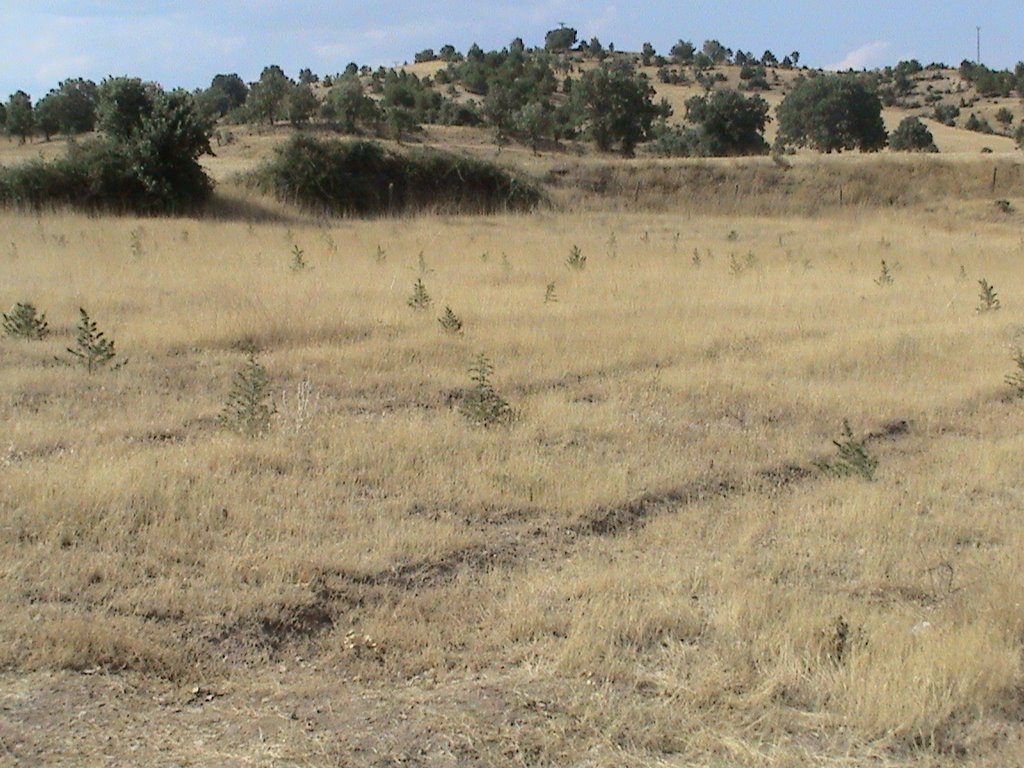 Ba_Erdogmus pond-Erdogmus,Gediz,Kutahya,TURKEY by Bunyamin AYDIN