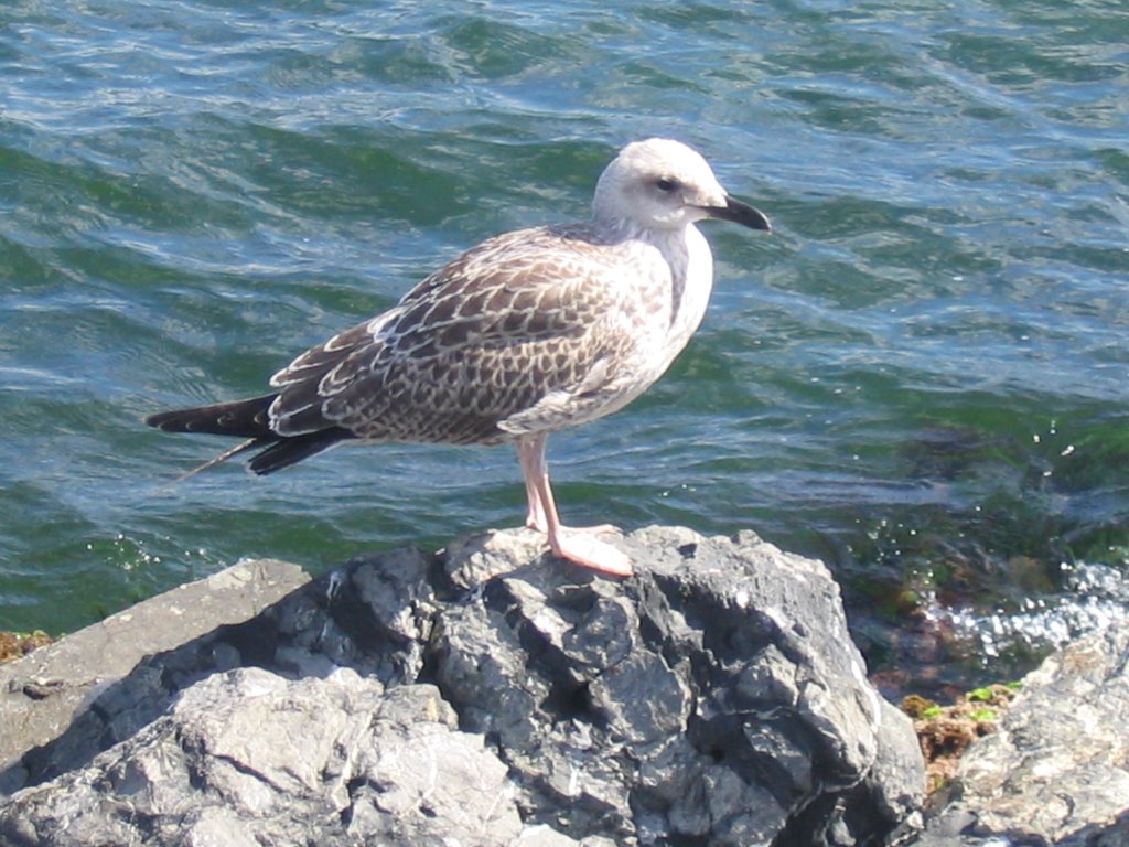 Gull by Ezgi_Surek