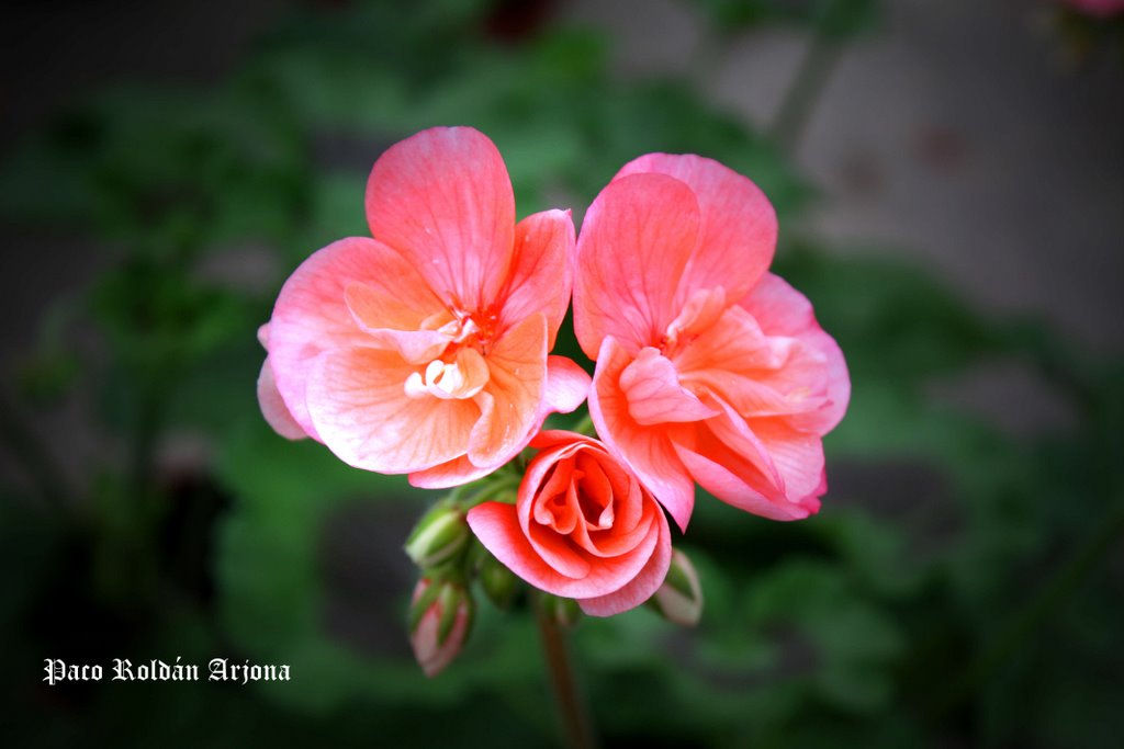 FLORES EN PRIMAVERA by Paco Roldán Arjona