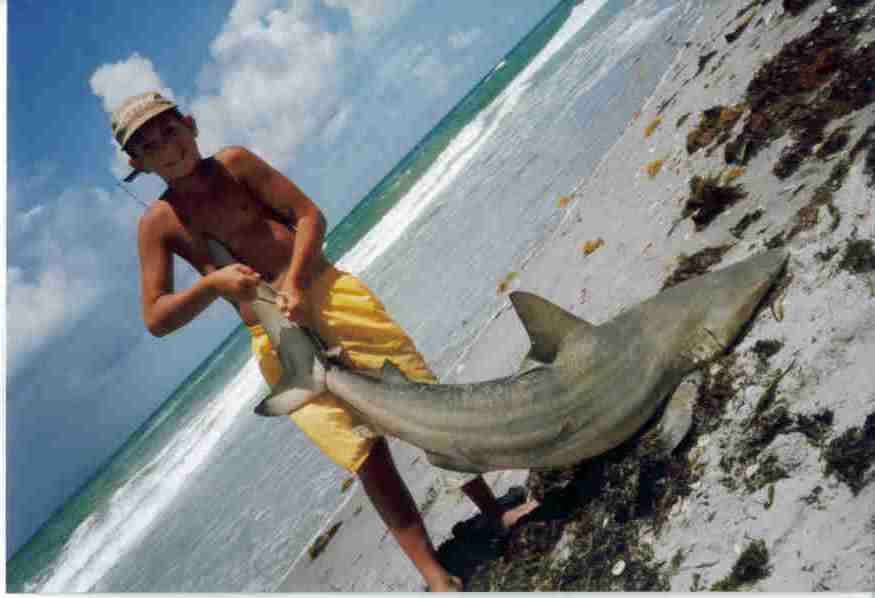 Hobe Sound Beach Shark by JVanScoy