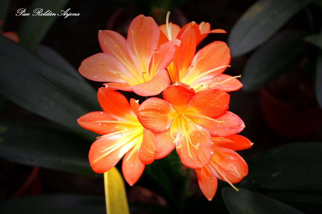 FLORES EN PRIMAVERA by Paco Roldán Arjona