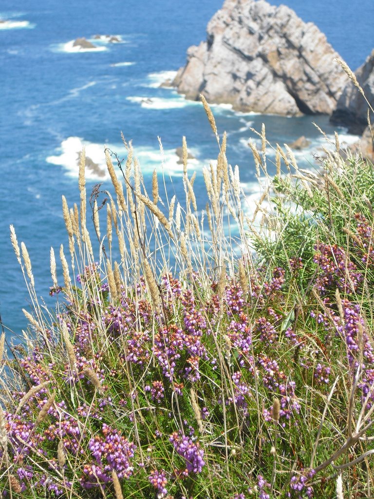 Cabo Peñas :: Flores by roblete