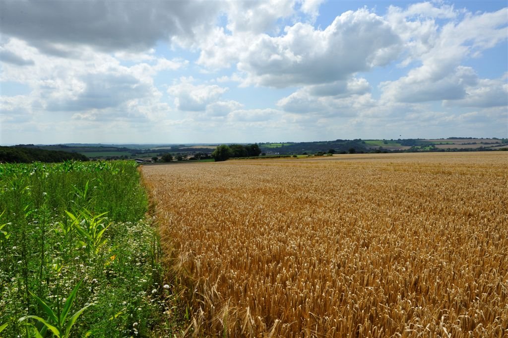 Hampshire hills at harvest time by Nick Weall