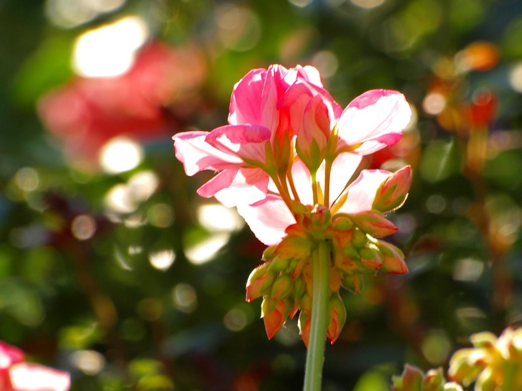 Pelargonie by shieldc