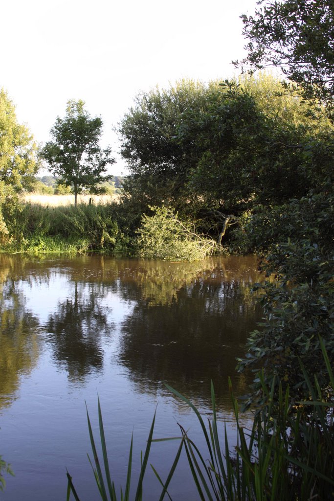 River Stour at Cowgrove by chrisf1950