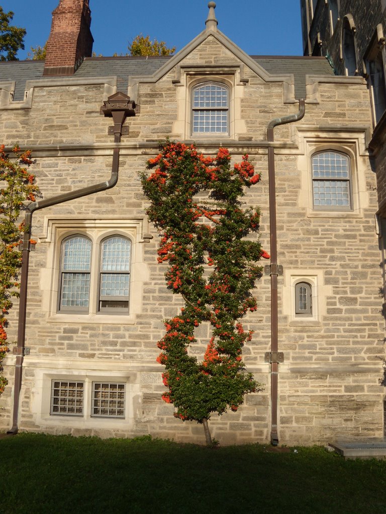 Princeton University by arykman