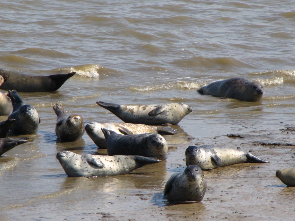 Rustende zeehonden by simon moedt