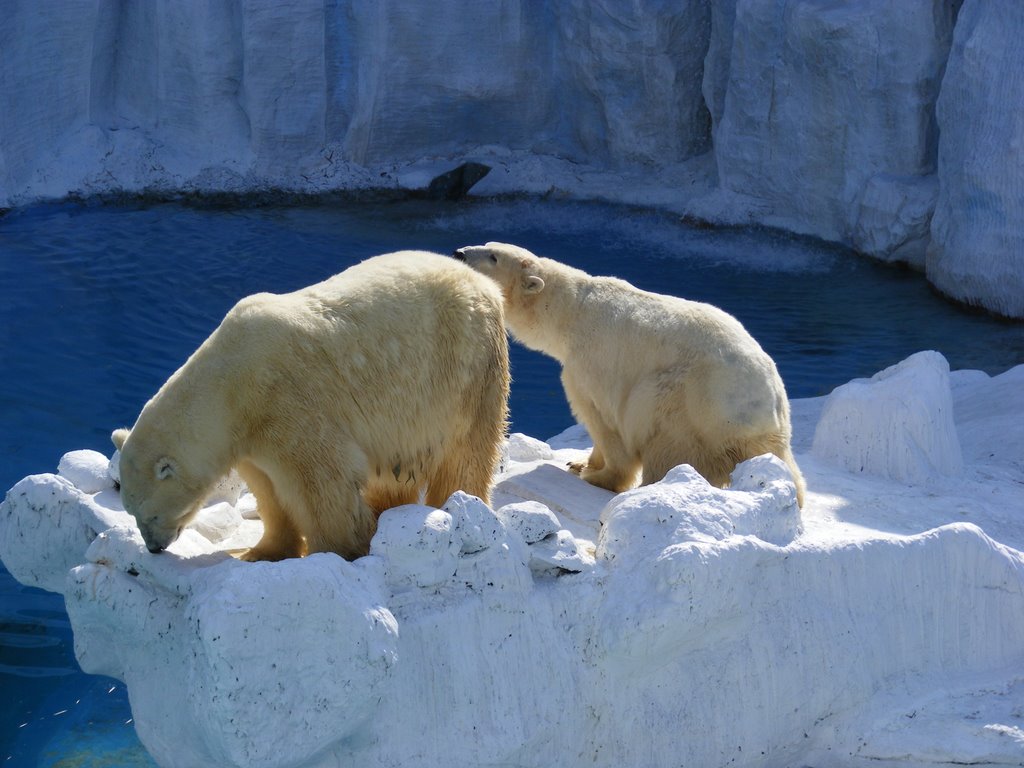 Polar bear safari world bangkok by chinnawat39782