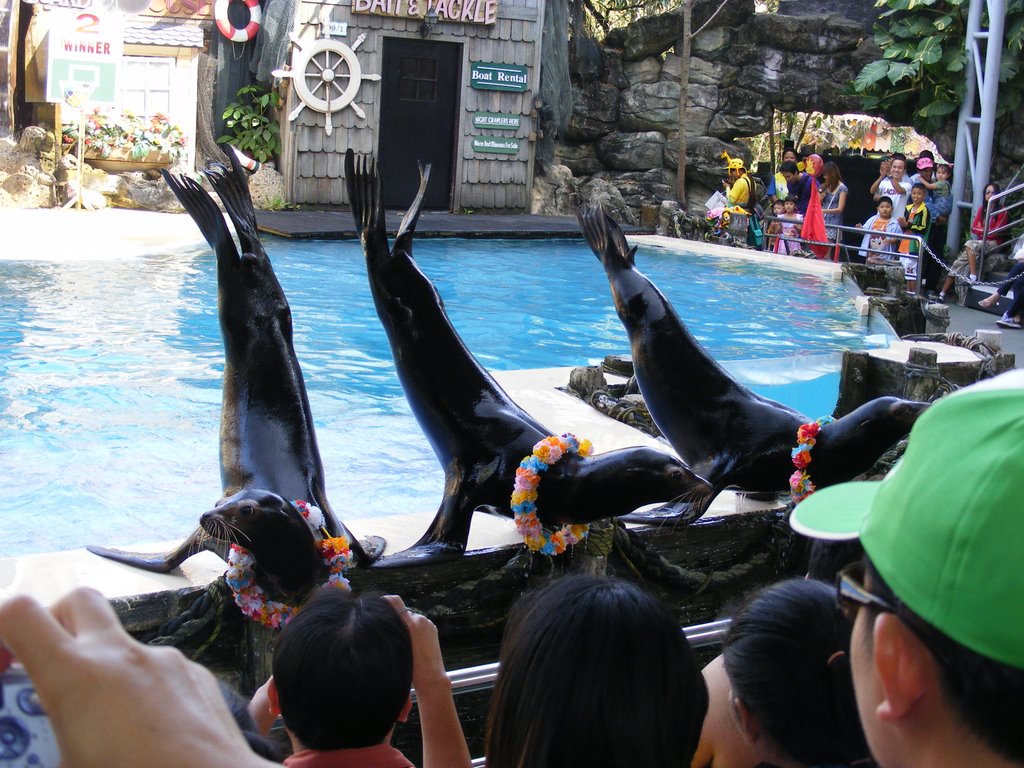 Sea lion show safari world by chinnawat39782