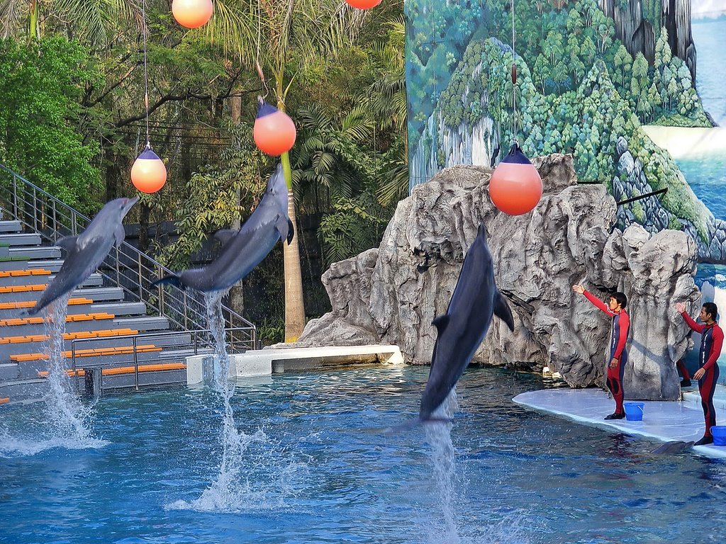 Dolphin show safari world2 by chinnawat39782