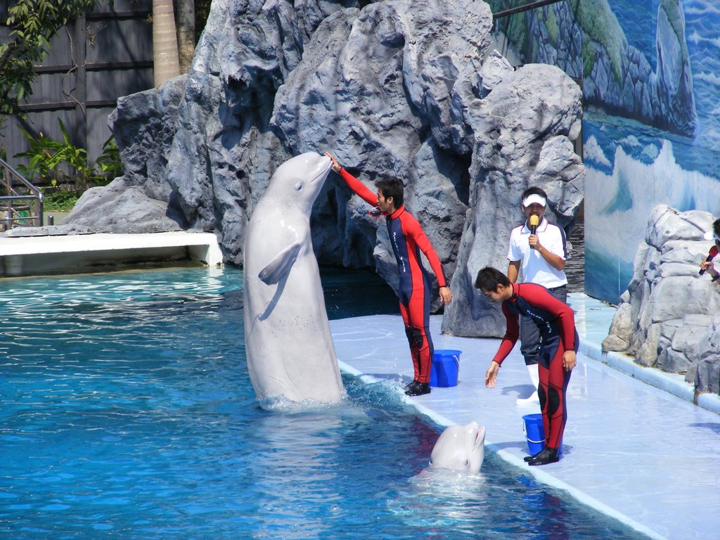 Beluga show safari world by chinnawat39782