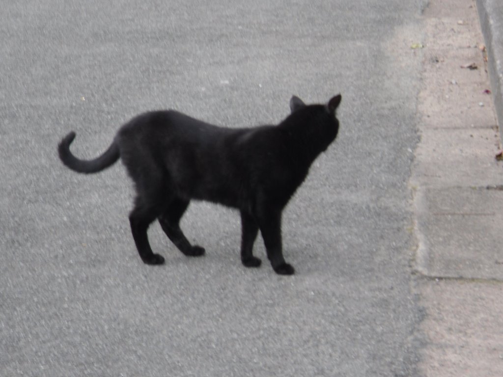 Black Cat having a stroll outside on Usk Road by pano43